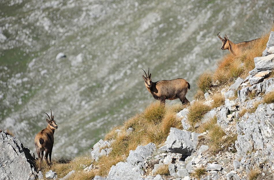 Camoscio d''Abruzzo Rupicapra pyrenaica ornata
